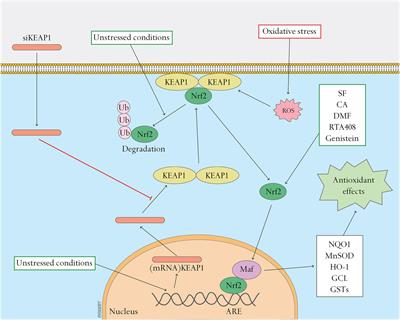 Antioxidant Therapy and Antioxidant-Related Bionanomaterials in Diabetic Wound Healing